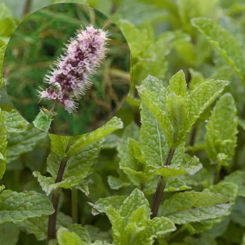 Mentha spicata 'Marokko' - Rohemünt 'Marokko' C1,5/1,5L